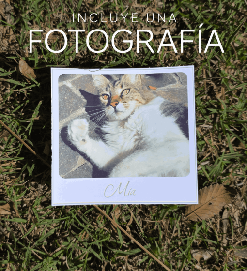 FOTO GATO