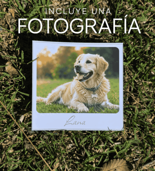 FOTO PERRO